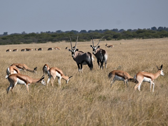 Oryxantilopen Impalas Khama Rhino Sanctuary Botswana