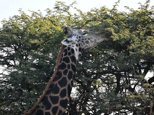 Giraffe Kopf Fressen Baum Hwange Nationalpark Simbabwe