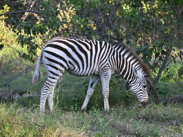 Zebra Okavango Delta Botswana 