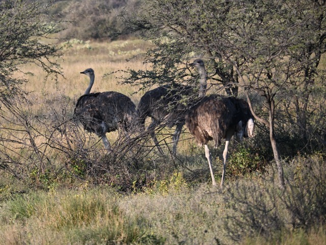 Strauße Khama Nashorn Reservat Botswana