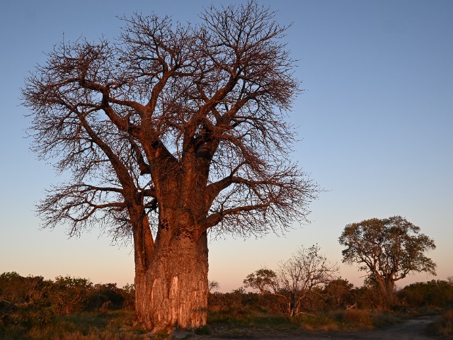 Baobab Baum Savuti Nationalpark Botswana