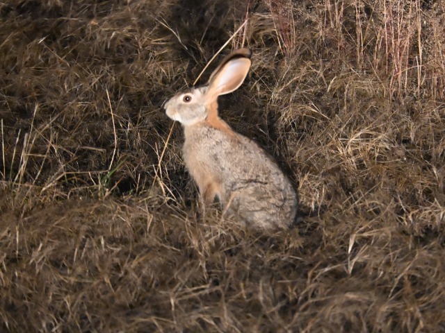 Buschhase Hwange Nationalpark Simbabwe