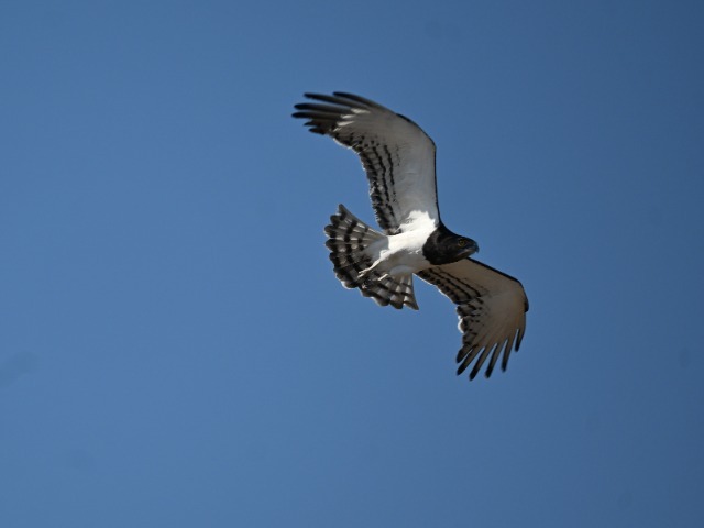 Schlangenadler im Flug Chobe Nationalpark Botswana 