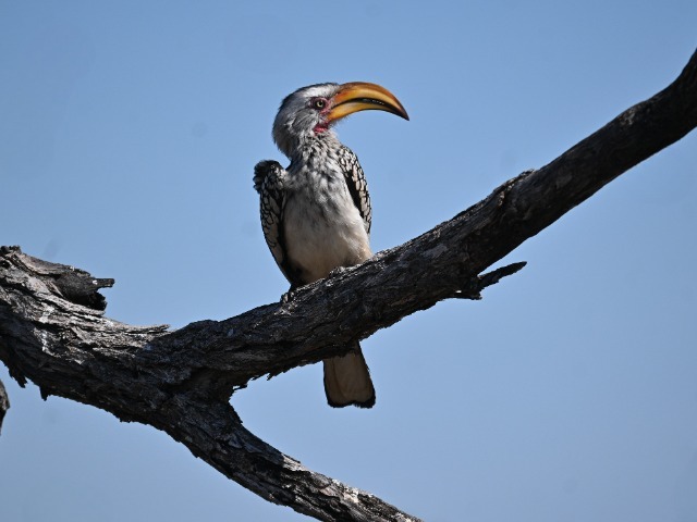 Rotringtoko Gelbschnabeltoko Hwange NP Simbabwe