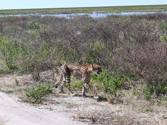 Gepard in Bewegung Savuti Botswana