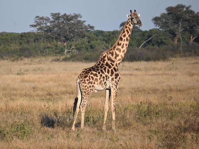 Giraffe Hwange Nationalpark Simbabwe