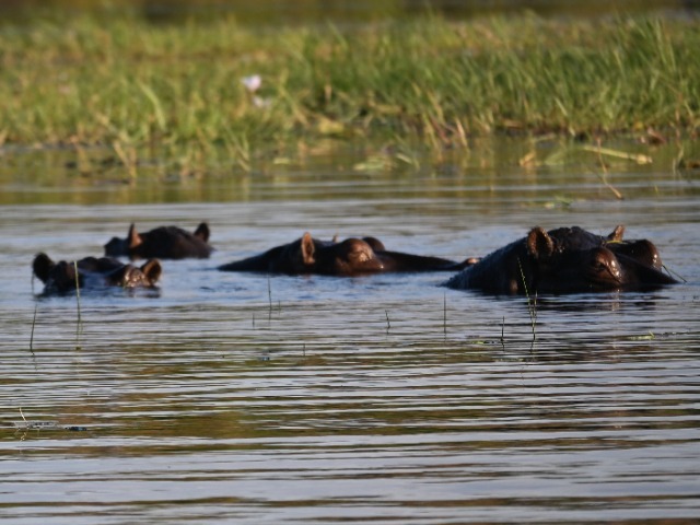 Flusspferde im Wasser Chobe Botswana