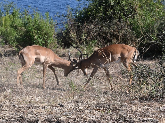 Kämpfende Impala Böcke Männchen Hörner