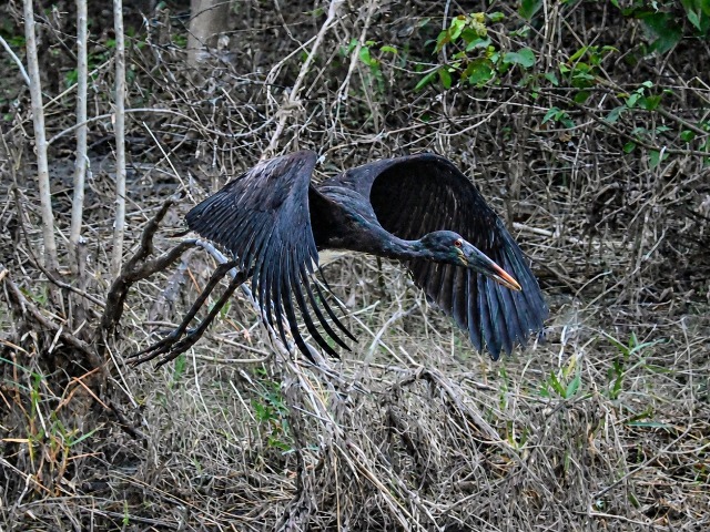 Klaffschnabel Okavango Delta Botswana