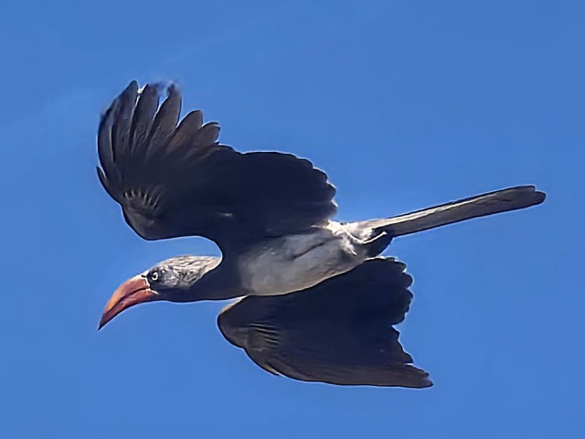 Fliegender Kronentoko Hwange NP Simbabwe