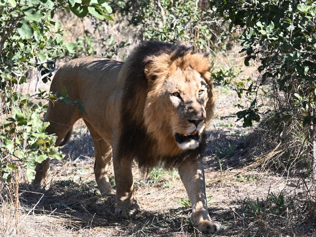 Löwe Savuti Nationalpark Botswana