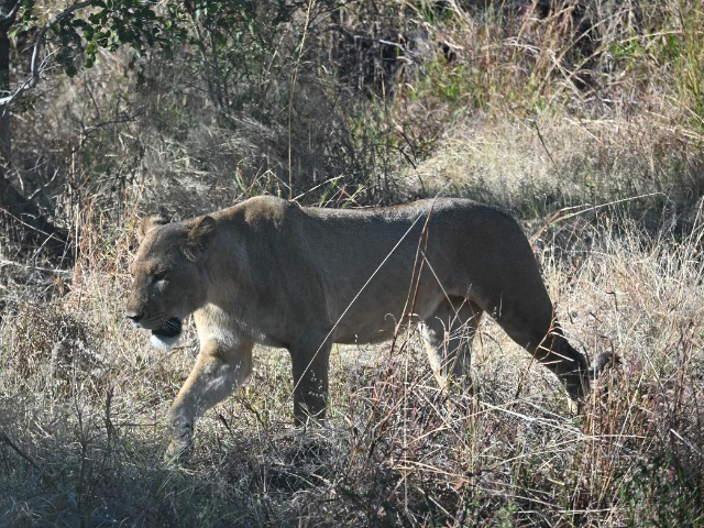 Löwin Savuti Nationalpark Botswana