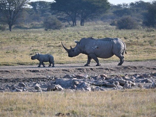 Nashörner Familie Jungtier Baby Khama Rhino Sanctuary Botswana