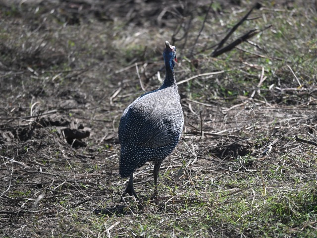 Perlhuhn Chobe Nationalpark Fluss Botswana