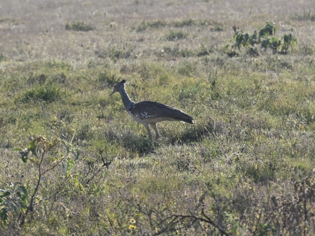 Riesentrappe Khama Rhino Sanctuary Botswana