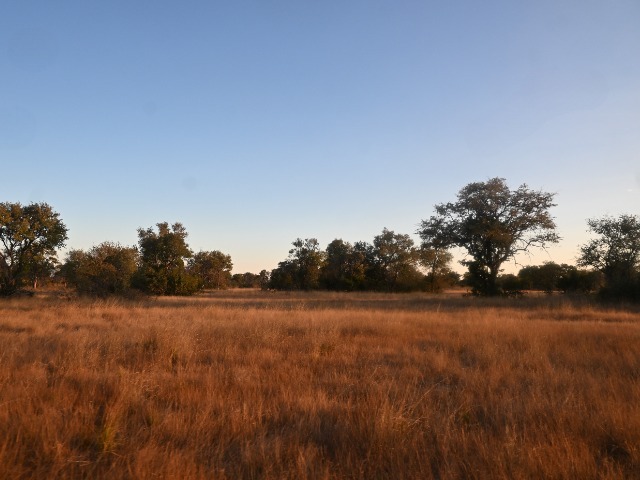 Simbabwe Hwange Nationalpark Savanne