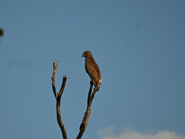 Schlangenadler Okavango Delta Botswana