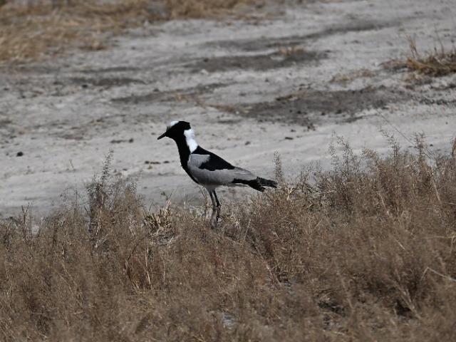 Schmiedekibitz Waffenkiebitz Savuti Nationalpark Botswana