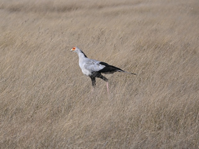 Sekretär Hwange Nationalpark Savanne Simbabwe