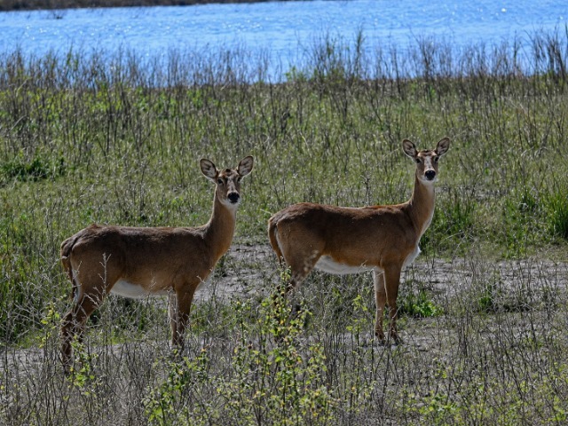 Puku Antilopen Chobe Nationalpark Fluss Ufer Botswana