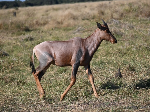 Tsessebe Nationalpark Antilope Savuti Botswana