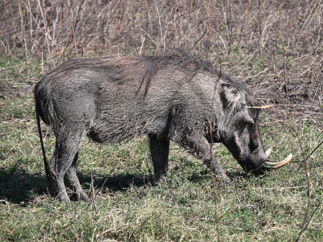 Warzenschwein Chobe Fluss Nationalpark Botswana