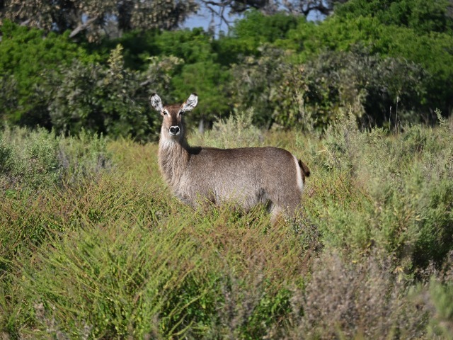 Wasserbock Okavango Botswana