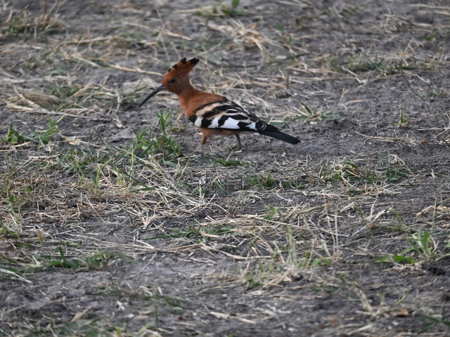 Wiedehopf Afrika Okavangodelta Botswana 